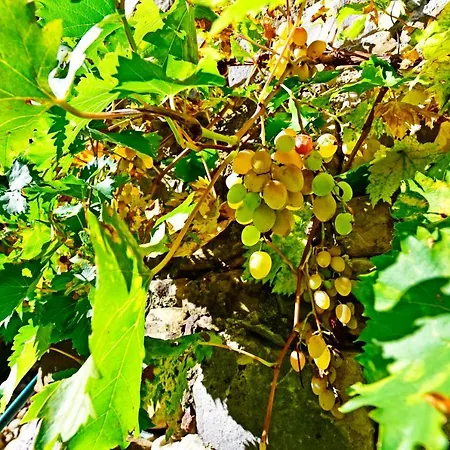 Fragola * Motovun